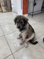 Negrit, a male Goldendoodle and Alaskan Klee Kai for sale in Miami, FL – 3 of 9