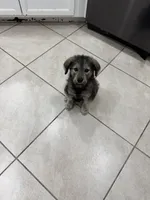 Ash, a male Goldendoodle and Alaskan Klee Kai for sale in Miami, FL – 7 of 9