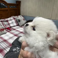 Tokyo, a male Pomeranian for sale in Sherman Oaks, CA – Photo 3 of 4