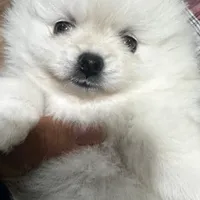 Tokyo, a male Pomeranian for sale in Sherman Oaks, CA – Photo 1 of 4