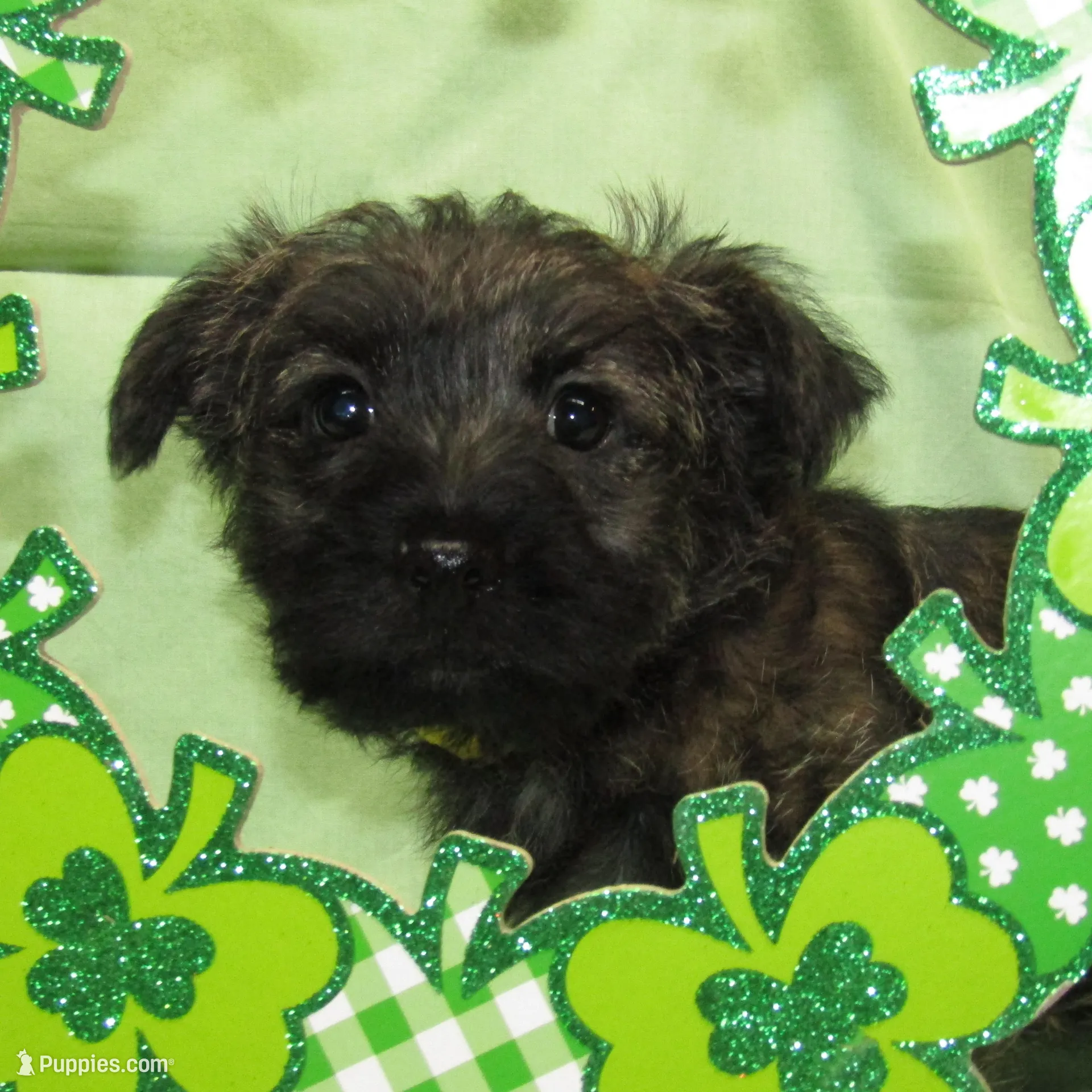 Sylvester – Cairn Terrier puppy for sale in Winston-Salem, NC