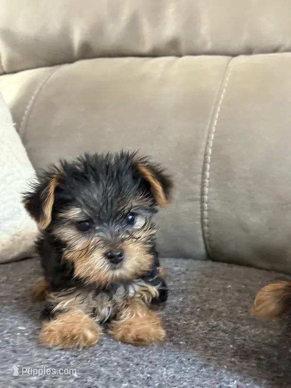 Madelyn  – Yorkshire Terrier puppy for sale in Glenwood, AR