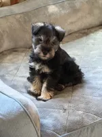 Freddy, a male Miniature Schnauzer for sale in Glenwood, AR – 2 of 2