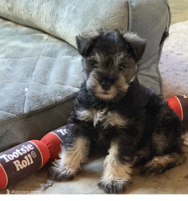 Freddy – Miniature Schnauzer puppy for sale in Glenwood, AR