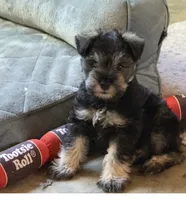 Freddy, a male Miniature Schnauzer for sale in Glenwood, AR – 1 of 2