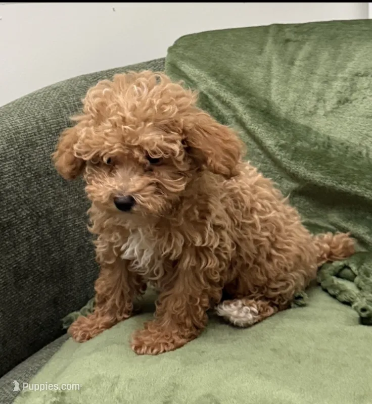 Molly – Poodle - Toy  puppy for sale in Glenwood, AR