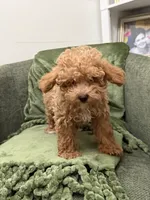 Molly, a female Poodle - Toy  for sale in Glenwood, AR – 1 of 1