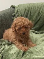Rose, a female Poodle - Toy  for sale in Glenwood, AR – 2 of 2