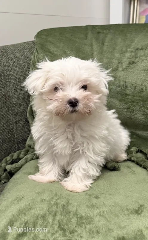 Humphrey  – Maltese puppy for sale in Glenwood, AR
