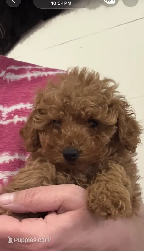 Rose – Poodle - Toy  puppy for sale in Glenwood, AR