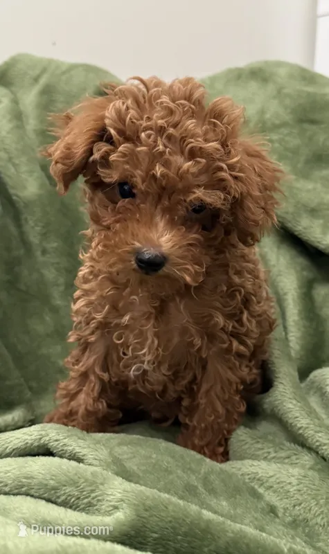 London  – Poodle - Toy  puppy for sale in Glenwood, AR