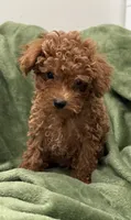 London , a male Poodle - Toy  for sale in Glenwood, AR – 1 of 1