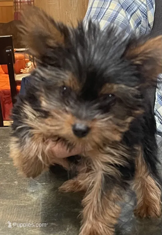 Joy – Yorkshire Terrier puppy for sale in Glenwood, AR