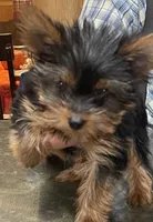 Joy, a female Yorkshire Terrier for sale in Glenwood, AR – 1 of 1