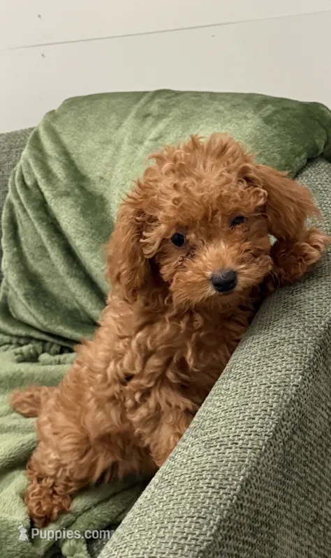 Lindsey – Poodle - Toy  puppy for sale in Glenwood, AR