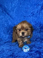 Luis, a male Shih Tzu for sale in Lehigh Acres, FL – 5 of 10