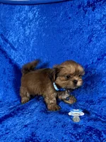 Luis, a male Shih Tzu for sale in Lehigh Acres, FL – 7 of 10