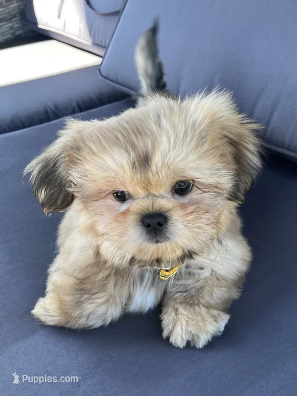 Luis – Shih Tzu puppy for sale in Lehigh Acres, FL