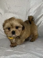 Luis, a male Shih Tzu for sale in Lehigh Acres, FL – 3 of 9