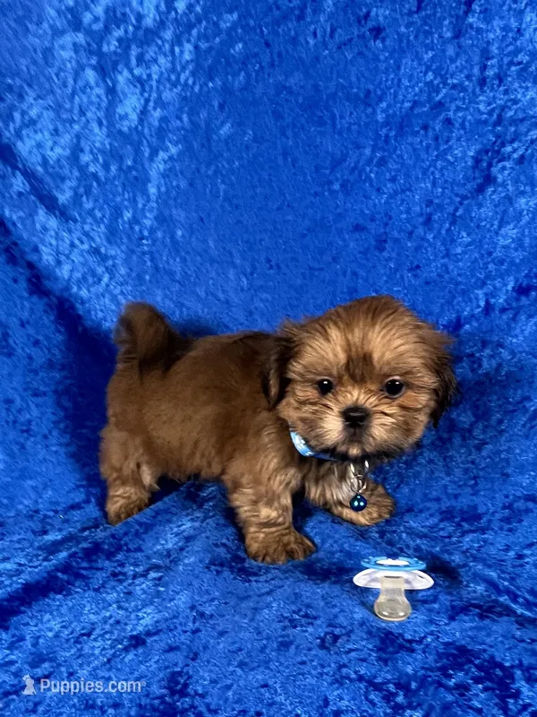 Luis – Shih Tzu puppy for sale in Lehigh Acres, FL