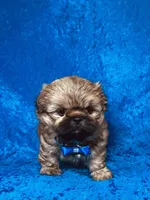 Tommy, a male Shih Tzu for sale in Lehigh Acres, FL – 7 of 7