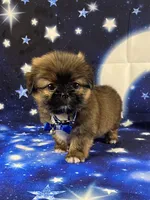 Luis, a male Shih Tzu for sale in Lehigh Acres, FL – 5 of 10