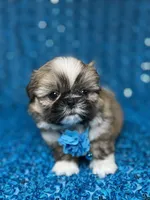 Luis, a male Shih Tzu for sale in Lehigh Acres, FL – 9 of 9