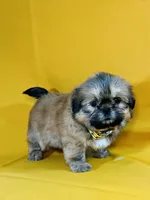 Chester, a male Shih Tzu for sale in Lehigh Acres, FL – 5 of 7