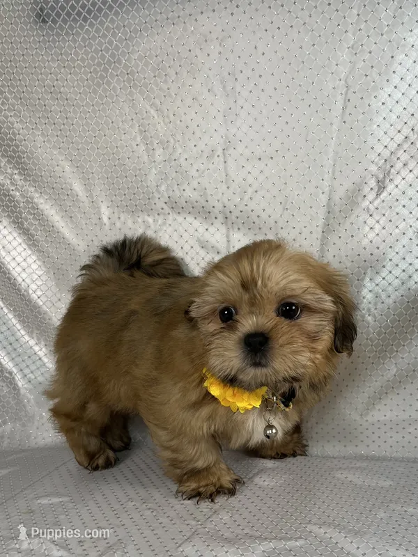 Luis – Shih Tzu puppy for sale in Lehigh Acres, FL