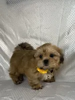 Luis, a male Shih Tzu for sale in Lehigh Acres, FL – 1 of 9