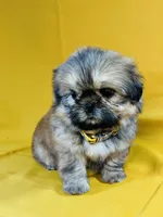 Chester, a male Shih Tzu for sale in Lehigh Acres, FL – 3 of 7