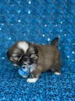 Luis, a male Shih Tzu for sale in Lehigh Acres, FL – 3 of 9