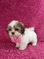 Isa, a female Shih Tzu for sale in Lehigh Acres, FL – Photo 3 of 10