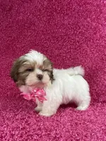 Isa, a female Shih Tzu for sale in Lehigh Acres, FL – Photo 2 of 10