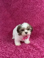 Isa, a female Shih Tzu for sale in Lehigh Acres, FL – Photo 8 of 10