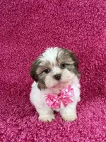 Isa, a female Shih Tzu for sale in Lehigh Acres, FL – Photo 4 of 10