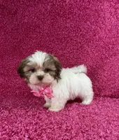 Isa, a female Shih Tzu for sale in Lehigh Acres, FL – Photo 9 of 10