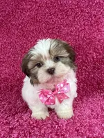 Isa, a female Shih Tzu for sale in Lehigh Acres, FL – Photo 5 of 10