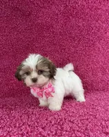 Isa, a female Shih Tzu for sale in Lehigh Acres, FL – Photo 7 of 10