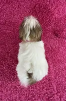 Isa, a female Shih Tzu for sale in Lehigh Acres, FL – Photo 10 of 10