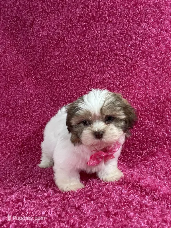 Isa – Shih Tzu puppy for sale in Lehigh Acres, FL