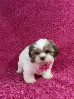 Isa, a female Shih Tzu for sale in Lehigh Acres, FL – Photo 1 of 10