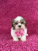 Isa, a female Shih Tzu for sale in Lehigh Acres, FL – Photo 6 of 10