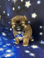 Luis, a male Shih Tzu for sale in Lehigh Acres, FL – 7 of 10