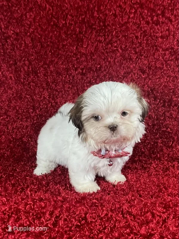 Luly – Shih Tzu puppy for sale in Lehigh Acres, FL