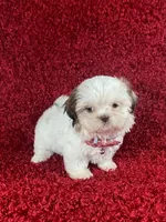 Luly, a female Shih Tzu for sale in Lehigh Acres, FL – Photo 1 of 9