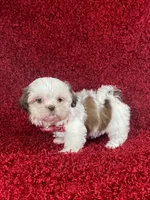 Luly, a female Shih Tzu for sale in Lehigh Acres, FL – Photo 7 of 9