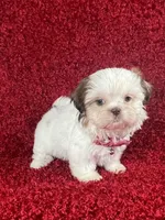 Luly, a female Shih Tzu for sale in Lehigh Acres, FL – Photo 2 of 9