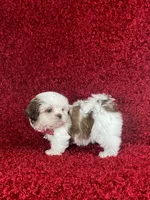 Luly, a female Shih Tzu for sale in Lehigh Acres, FL – Photo 8 of 9