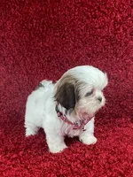 Luly, a female Shih Tzu for sale in Lehigh Acres, FL – Photo 6 of 9